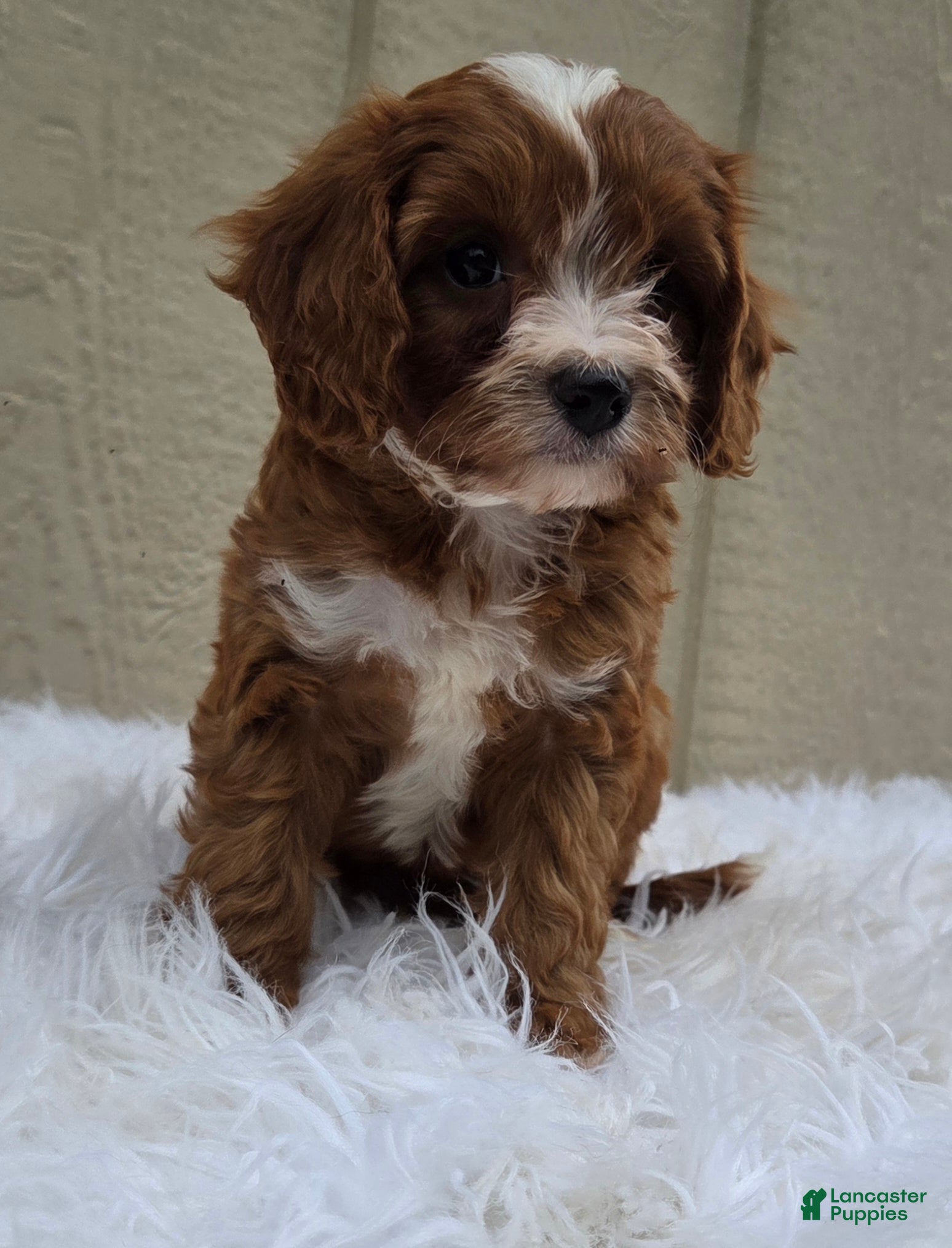 Cavapoo dogs Rover  - Ad 2