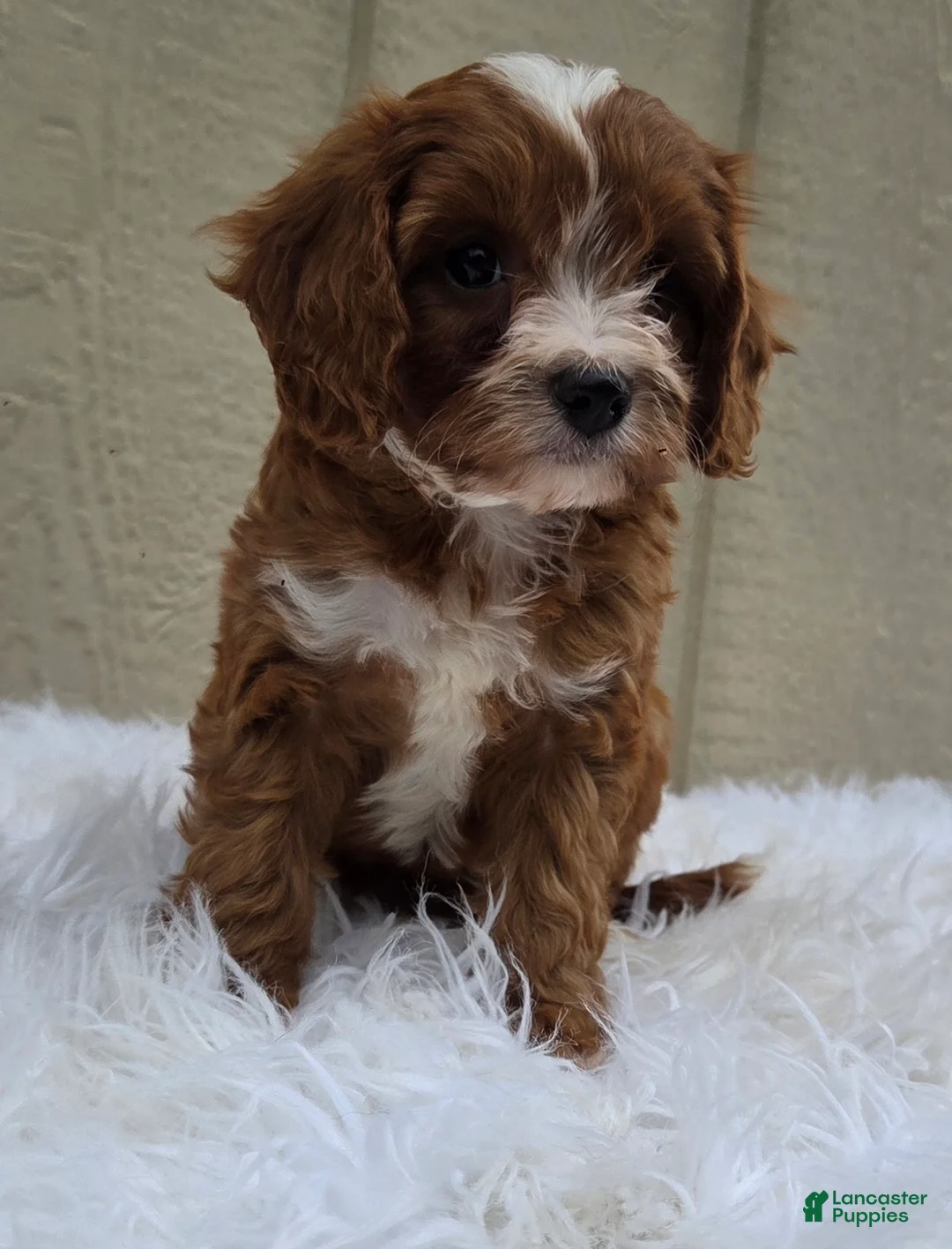 Cavapoo dogs for sale: Rover  - Ad 2