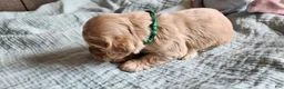 Cocker Spaniel dogs for sale: Cocker Spaniel 4 - Ad 3