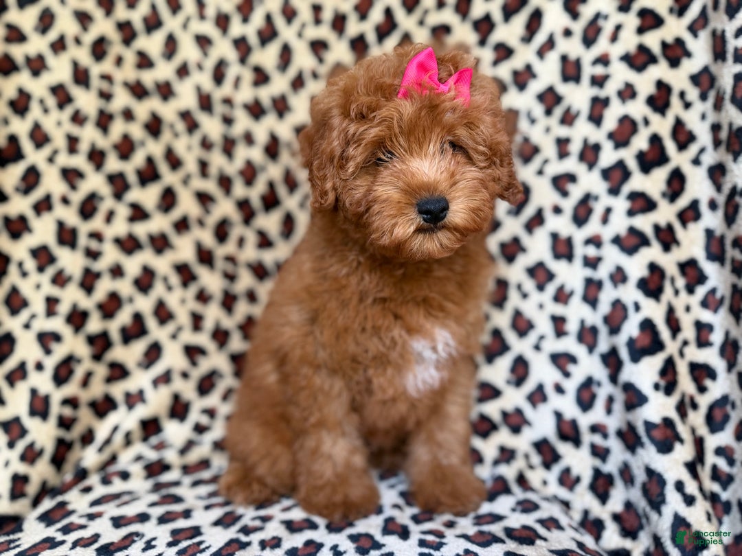 Mini Aussiedoodle dogs for sale: Jade - Ad 6