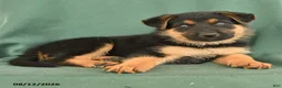 German Shepherd dogs for sale: Gus - Ad 4