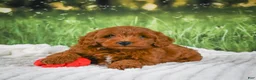 Mini Goldendoodle dogs for sale: Cooper - Ad 4