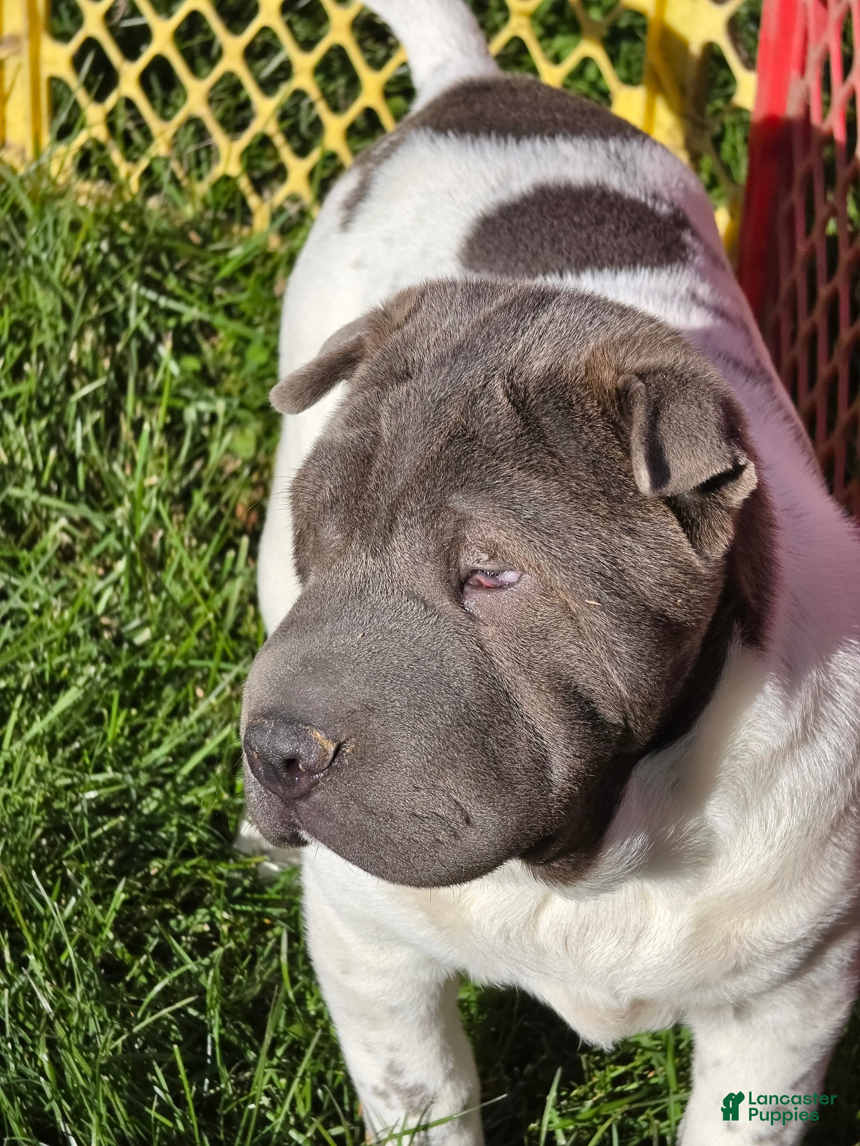 Shar Pei dogs for sale: Blue Berry  - Ad 2
