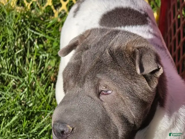 Shar Pei dogs for sale: Blue Berry - Ad 2