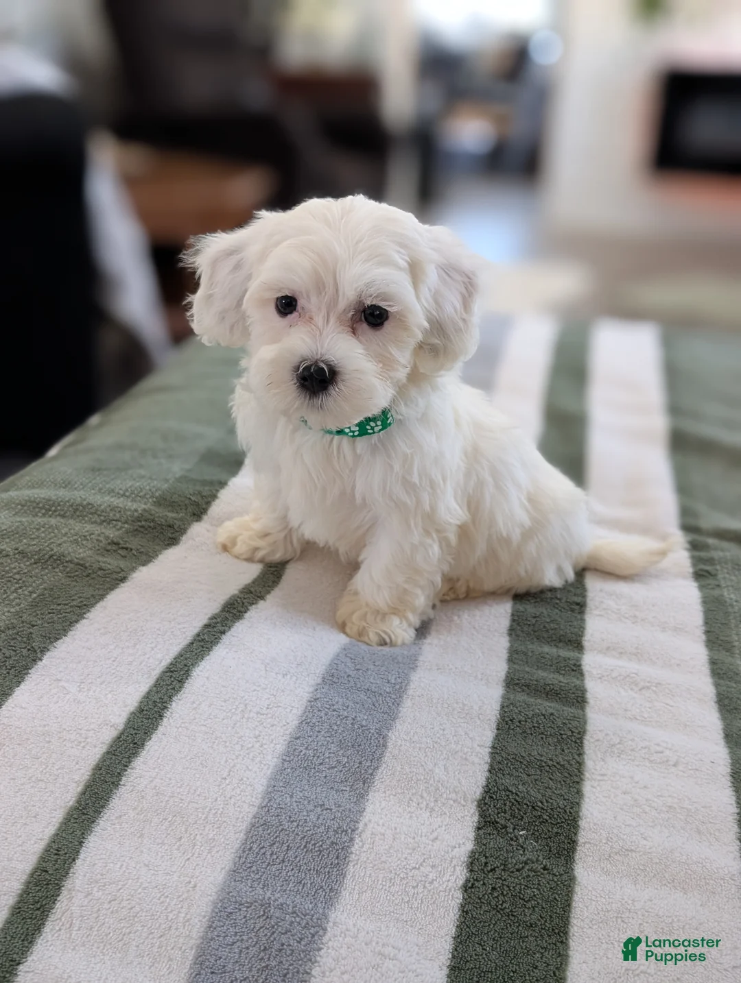 Havapoo dogs for sale: Casper  - Ad 2