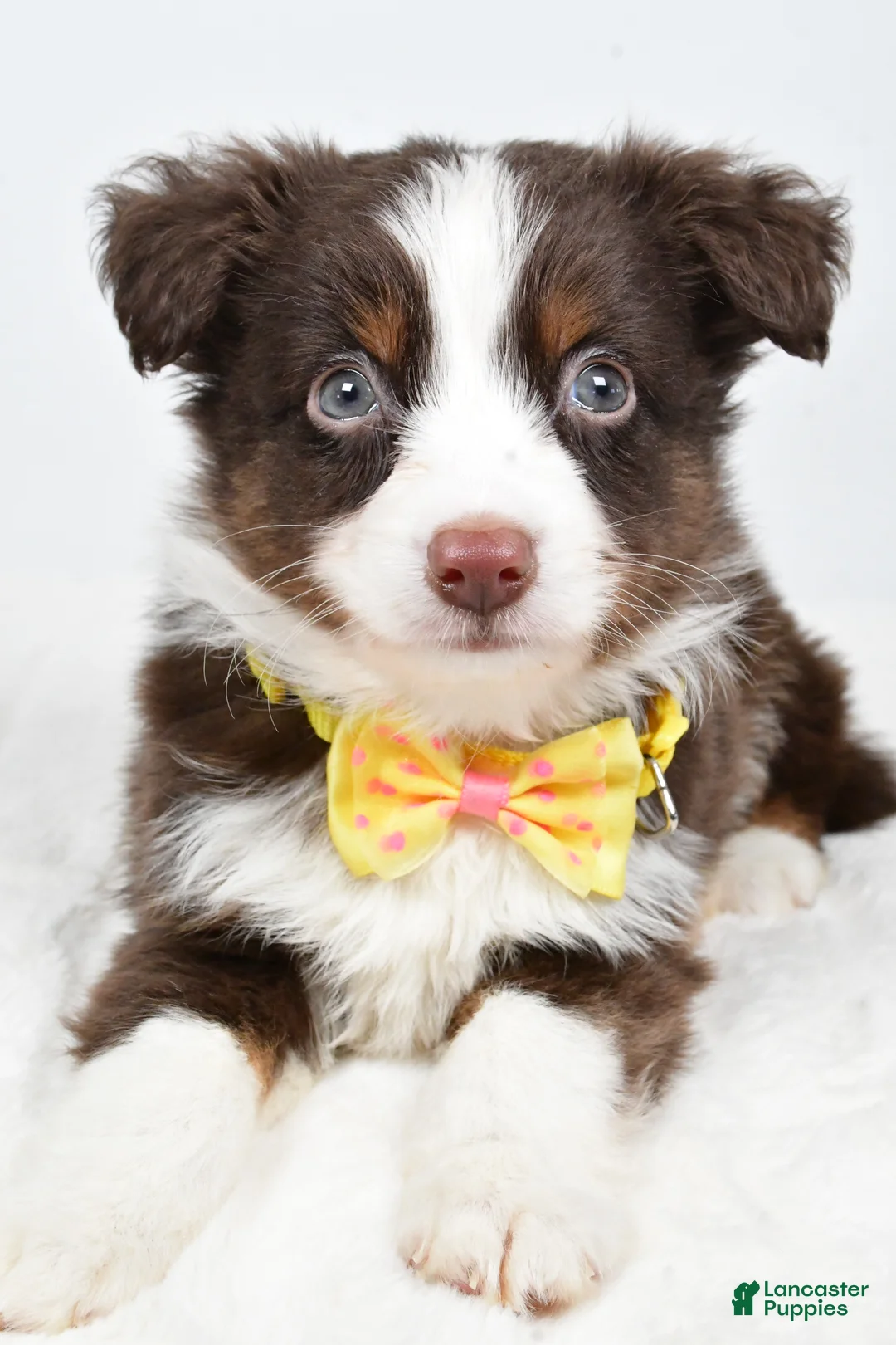 Miniature Australian Shepherd dogs for sale: Lincoln - Ad 8