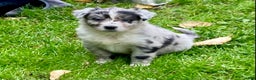 Australian Shepherd dogs for sale: Australian Shepherd Puppy 5 - Ad 1