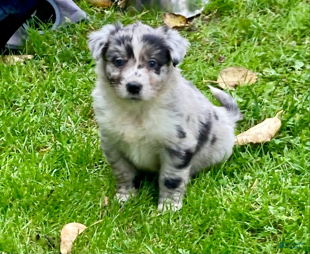 Australian Shepherd dogs for sale: Australian Shepherd Puppy 5 - Ad 1