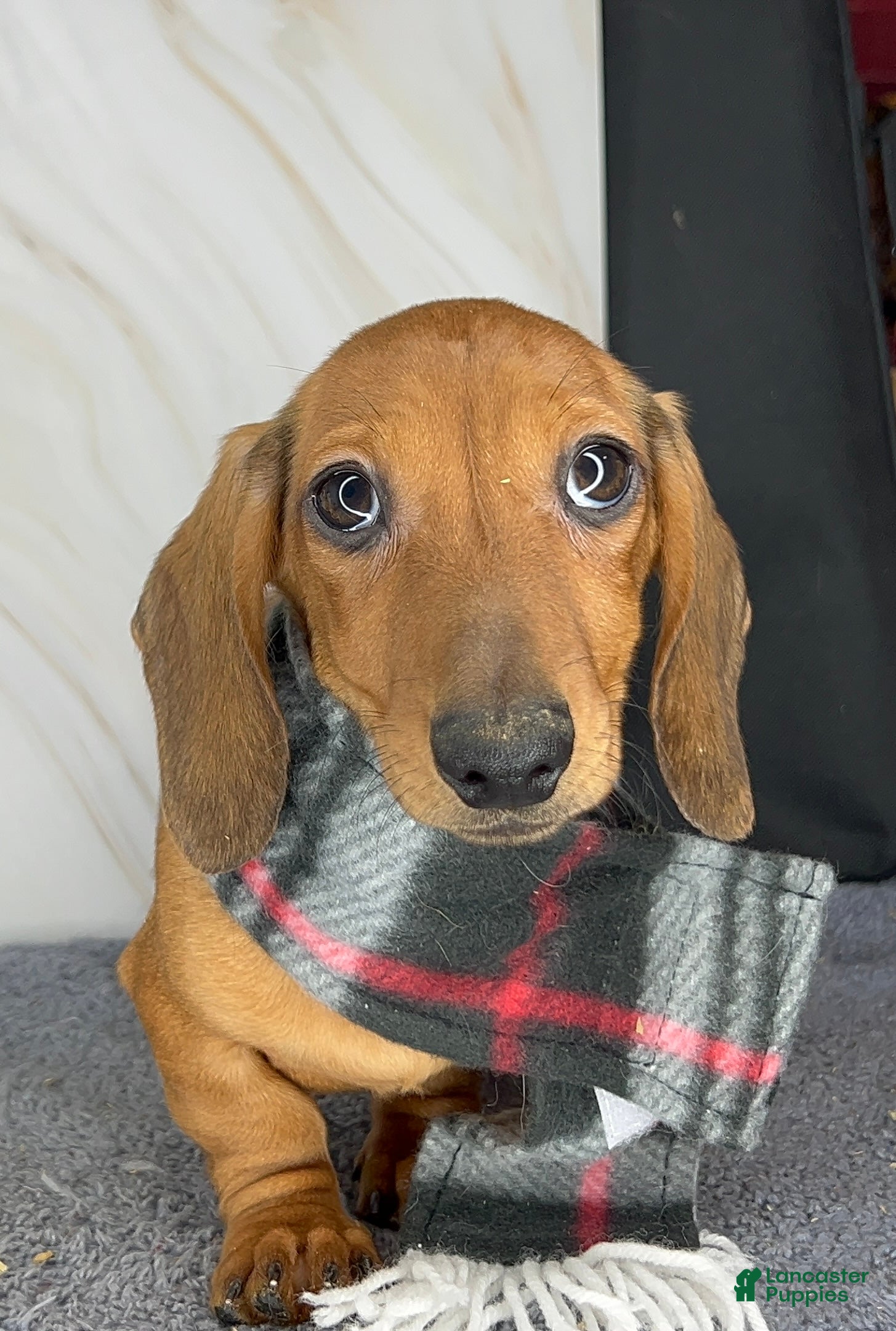 Miniature Dachshund dogs Miniature Dachshund red smooth - Ad 10