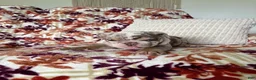 English Bulldog dogs for sale: English Bulldog 1 - Ad 5