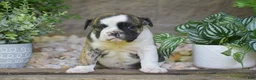 Olde English Bulldogge dogs for sale: Aurora - Ad 13
