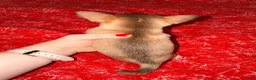 Chihuahua dogs for sale: Fritzle - Ad 4