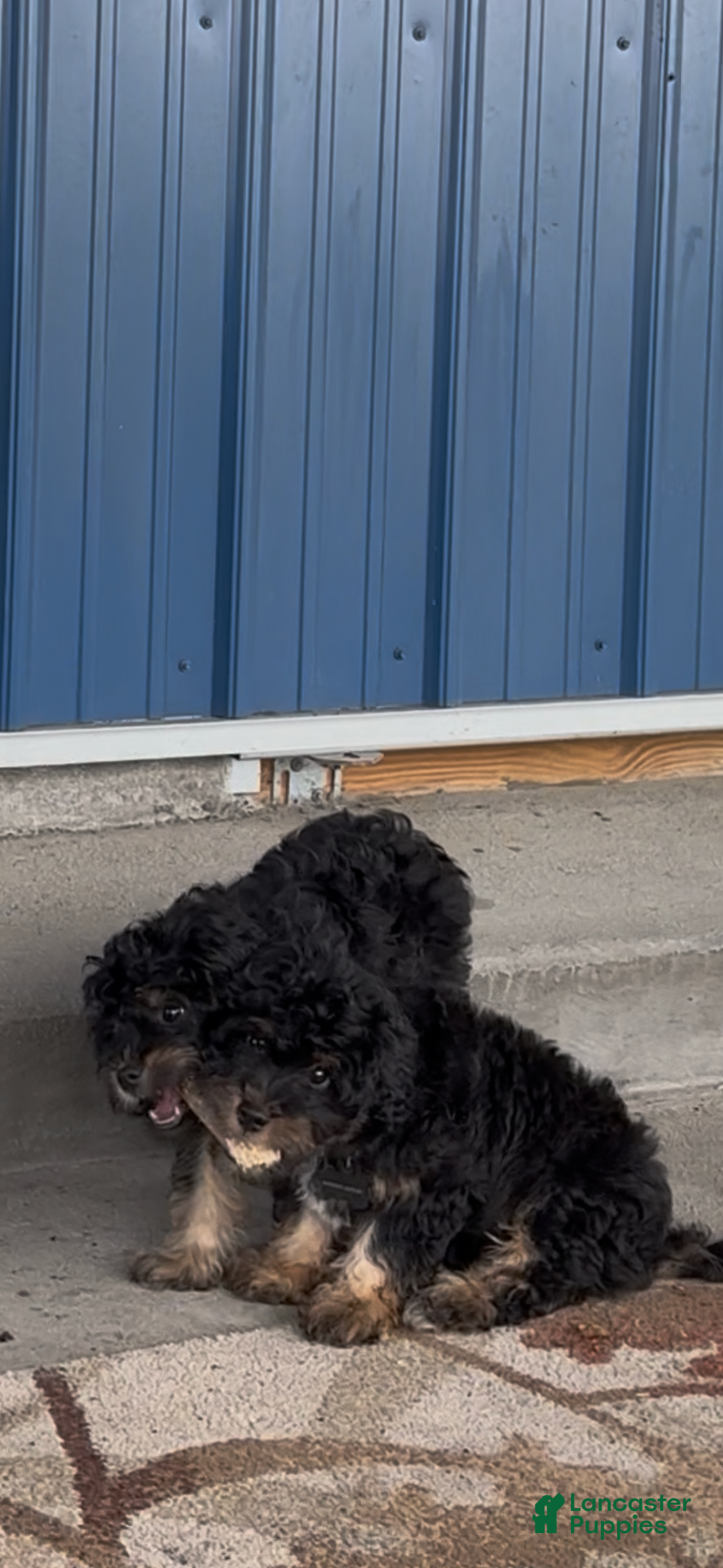 Aussiedoodle dogs Aussiedoodle 2 - Ad 2