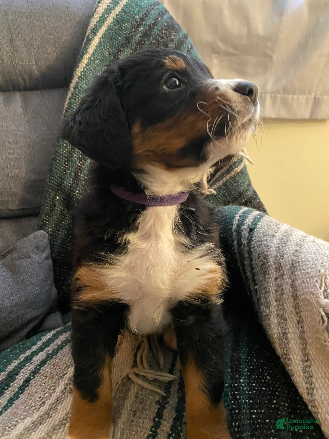 Bernedoodle dogs for sale: Bernedoodle Puppy 1 - Ad 8