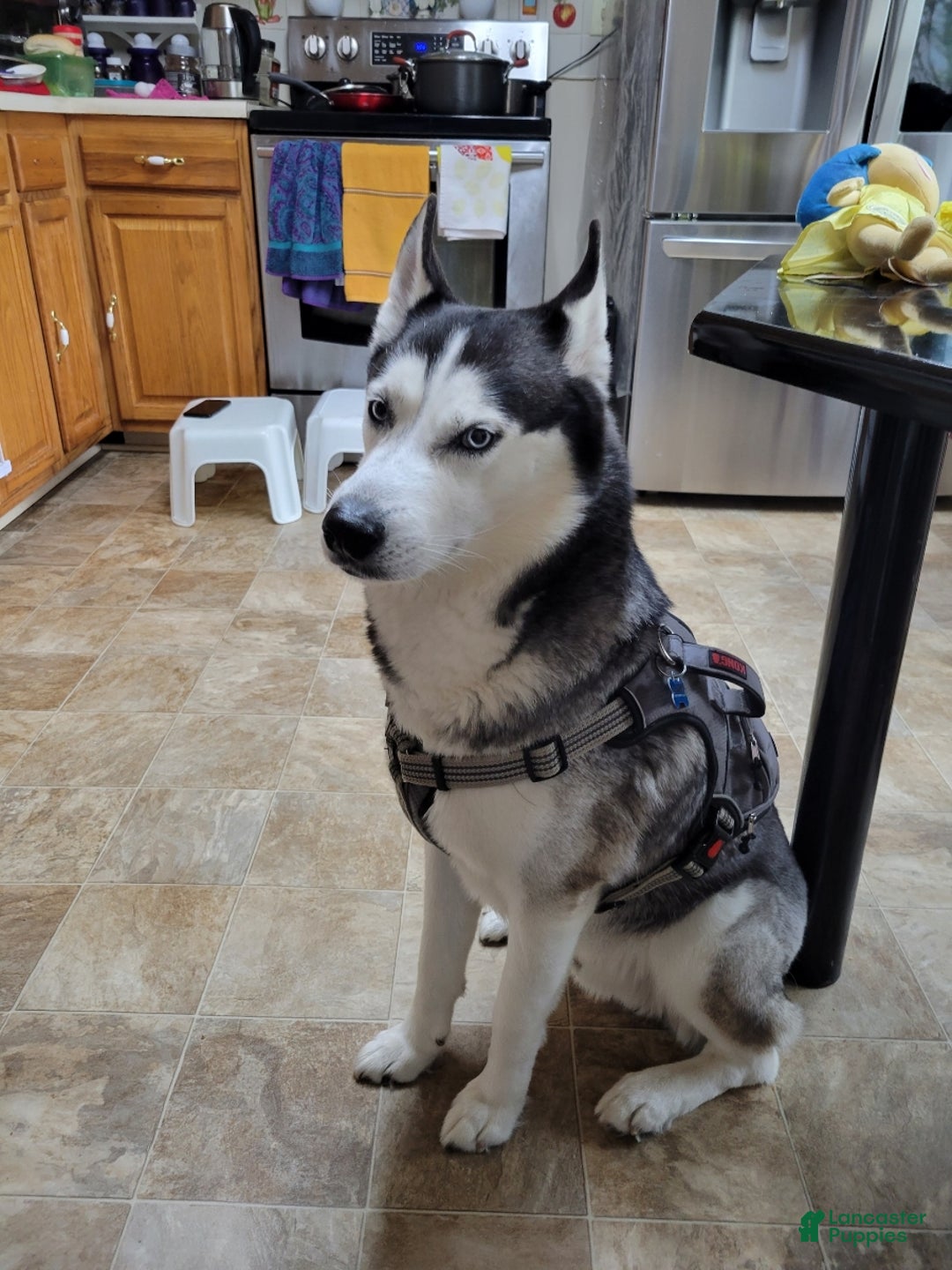 Gallery Image {{count}}