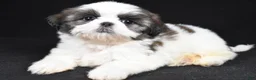 Shih Tzu dogs for sale: Gwen - Ad 5