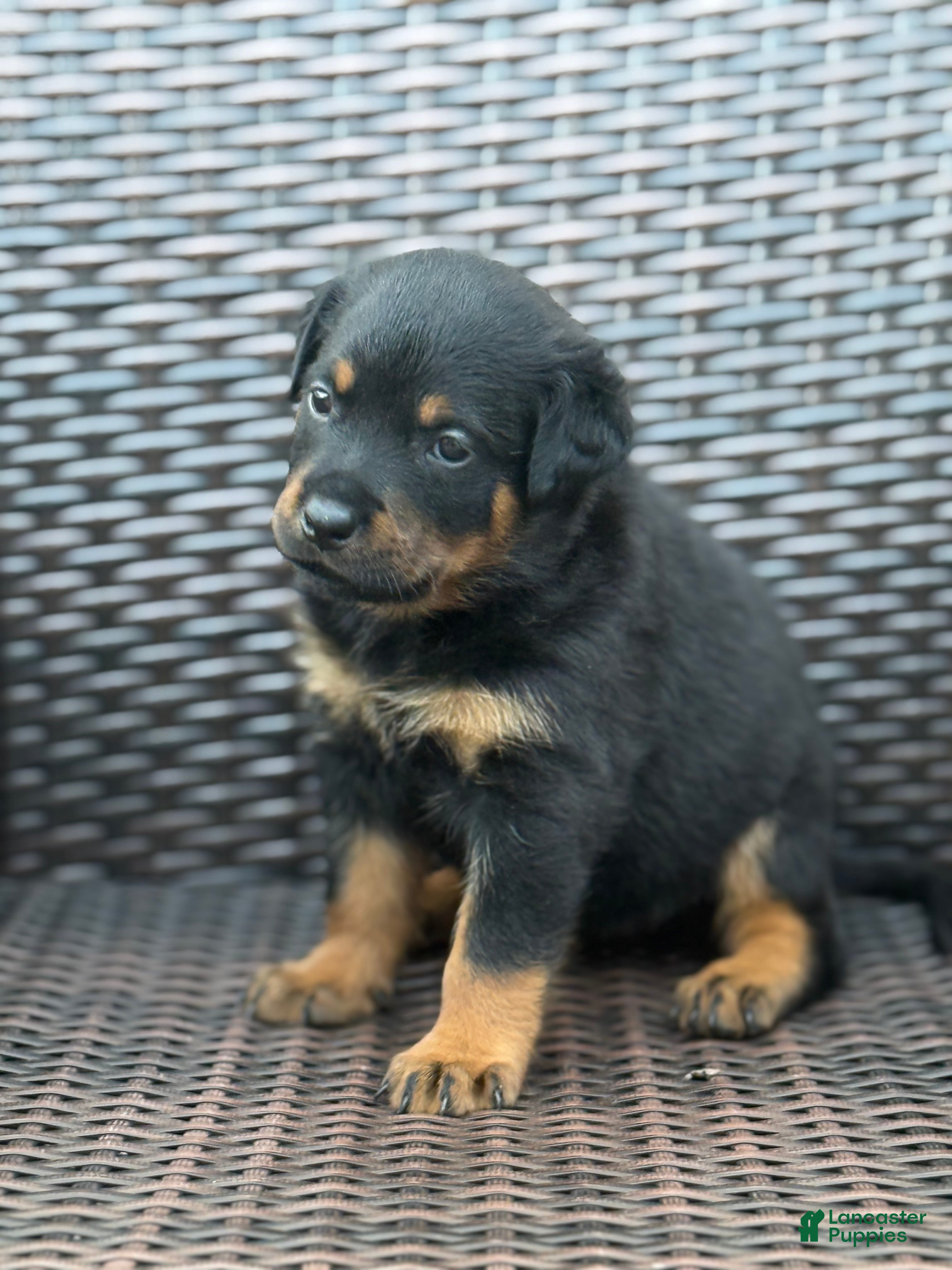 Rottweiler dogs Nova - Ad 7