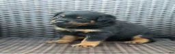 Rottweiler dogs for sale: Nova - Ad 1