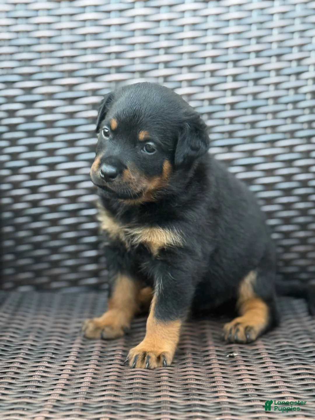 Rottweiler dogs for sale: Nova - Ad 1