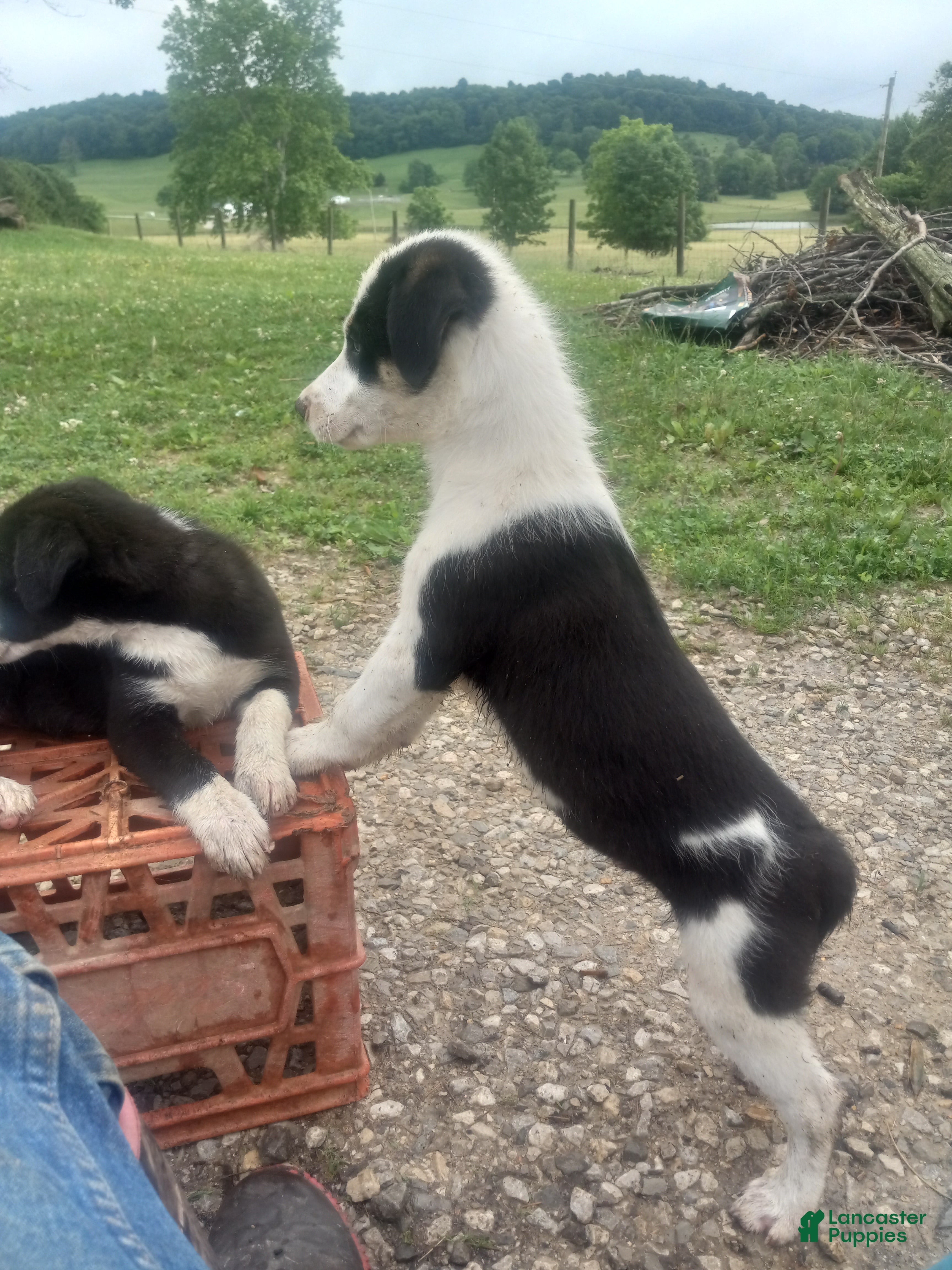 Border Collie dogs Max - Ad 1