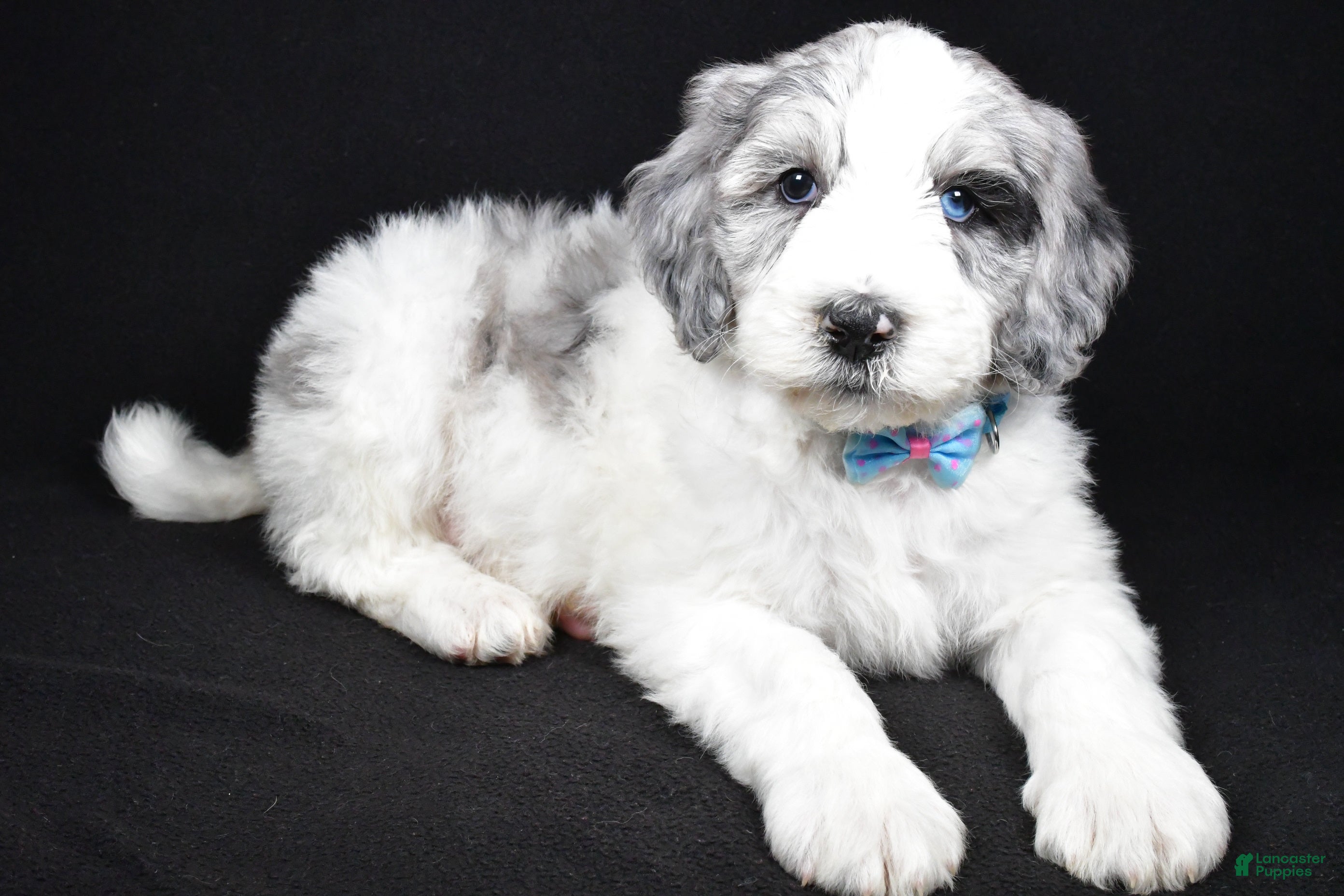 Sheepadoodle dogs Myles - Ad 16