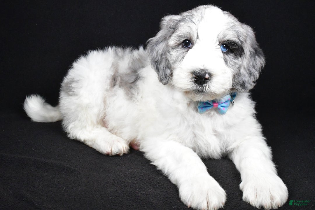 Sheepadoodle dogs for sale: Myles - Ad 1