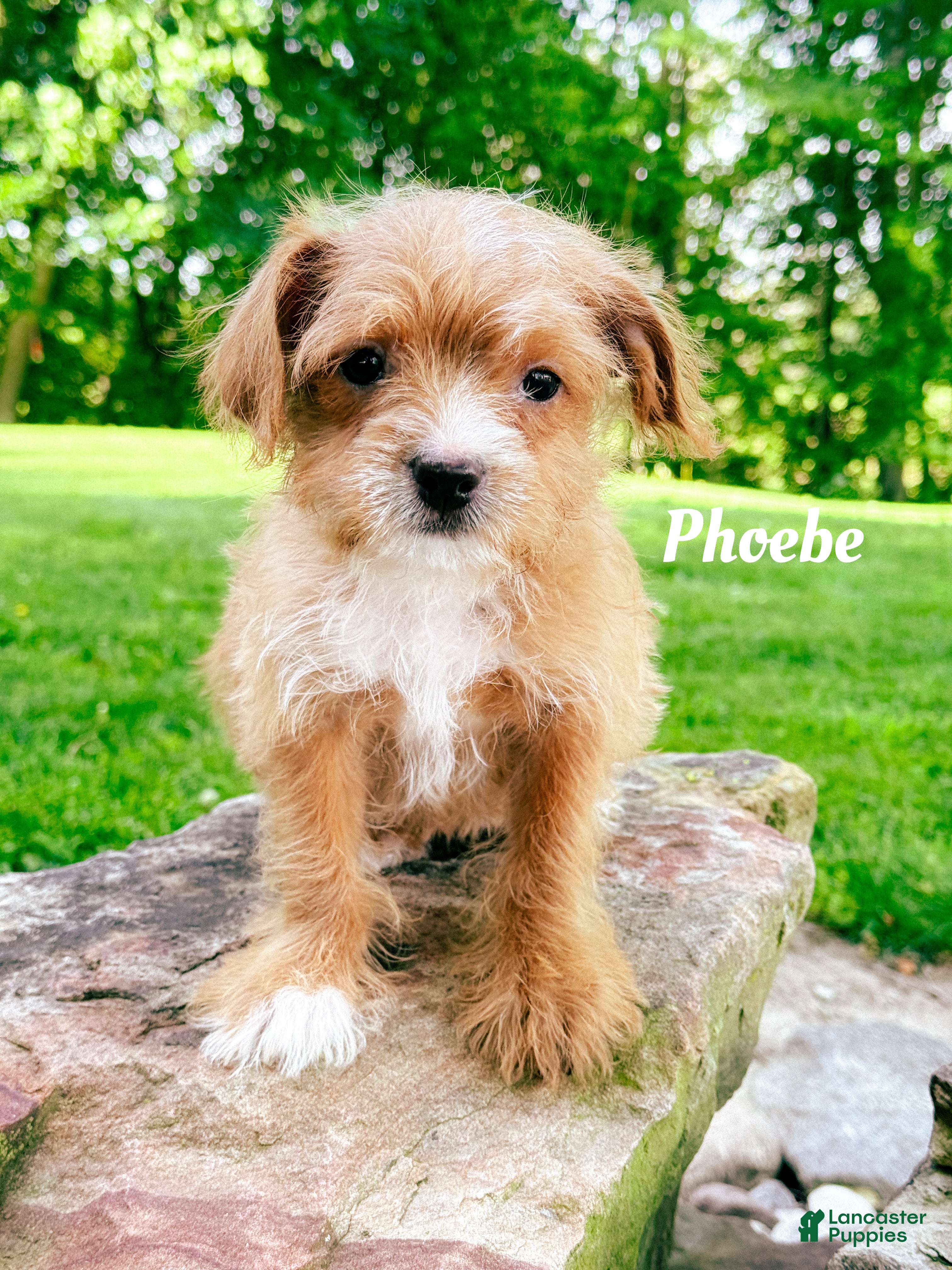 Mixed Breed dogs Pheobe - Ad 22