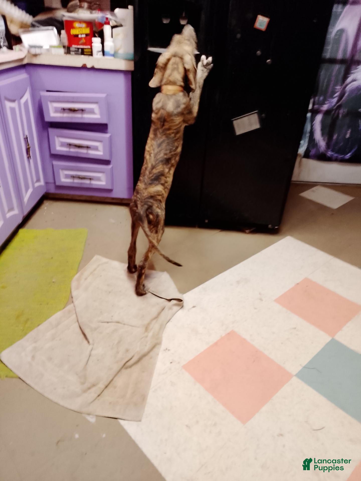 Great Dane dogs Great Dane 8 - Ad 13