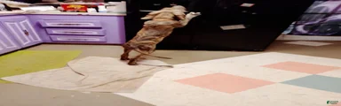 Great Dane 8