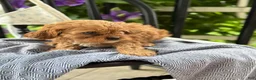 Cavapoo dogs for sale: Jacey - Ad 10