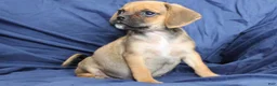 Puggle dogs for sale: Dash - Ad 2
