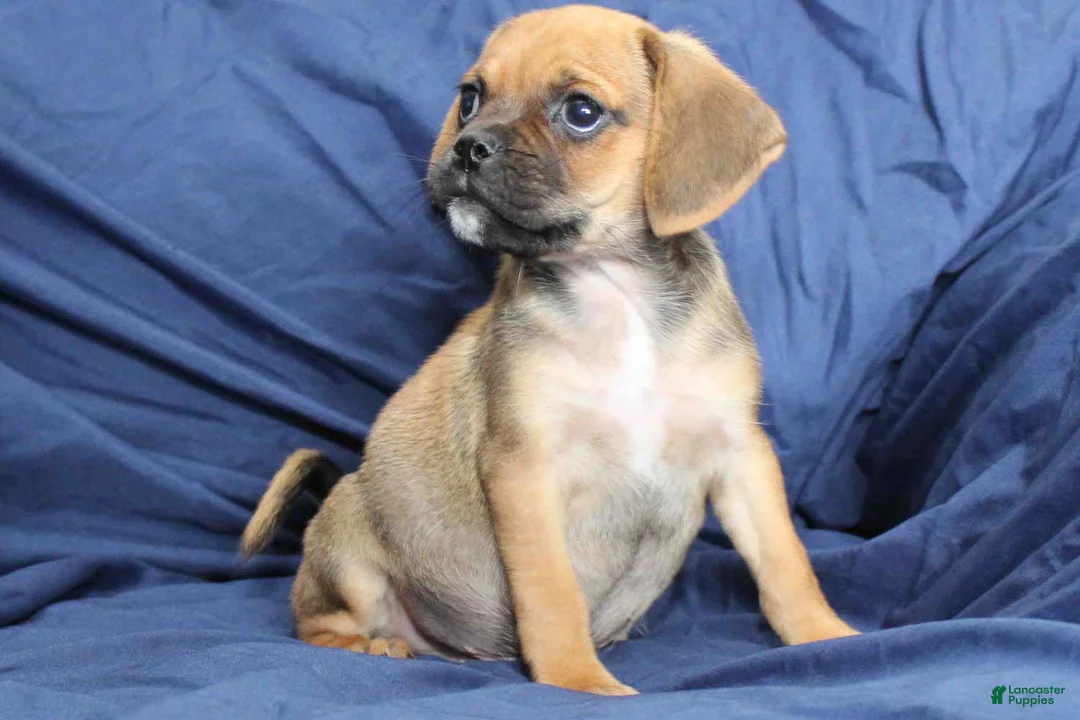 Puggle dogs for sale: Dash - Ad 2