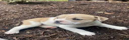 Mixed Breed dogs for sale: Lulu - Ad 10
