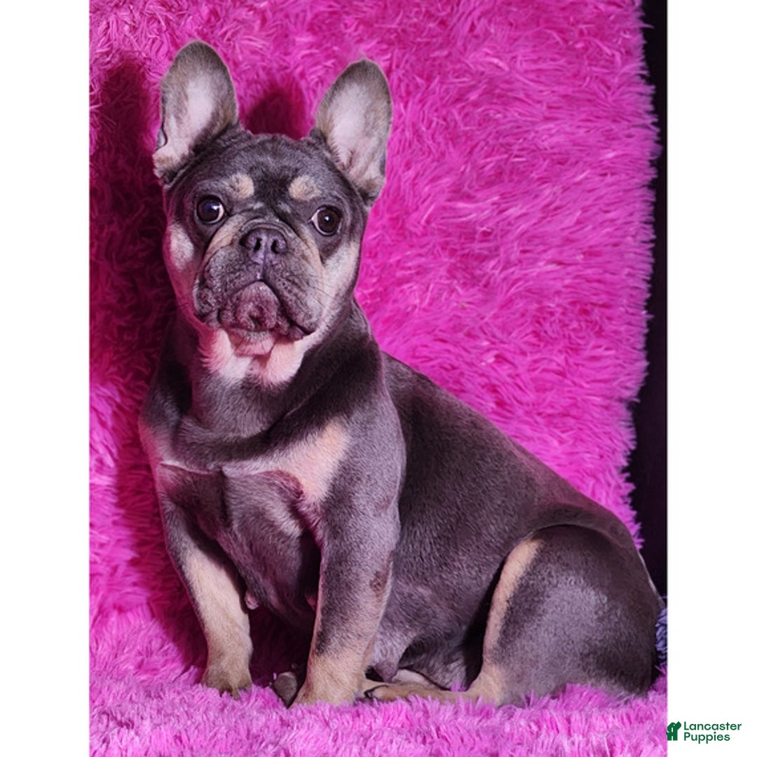 French Bulldog dogs for sale: French Bulldog Puppy 2 - Ad 5