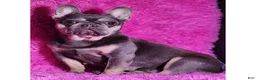 French Bulldog dogs for sale: French Bulldog Puppy 2 - Ad 5