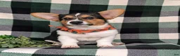 Welsh Corgi Pembroke dogs for sale: Blaze - Ad 3