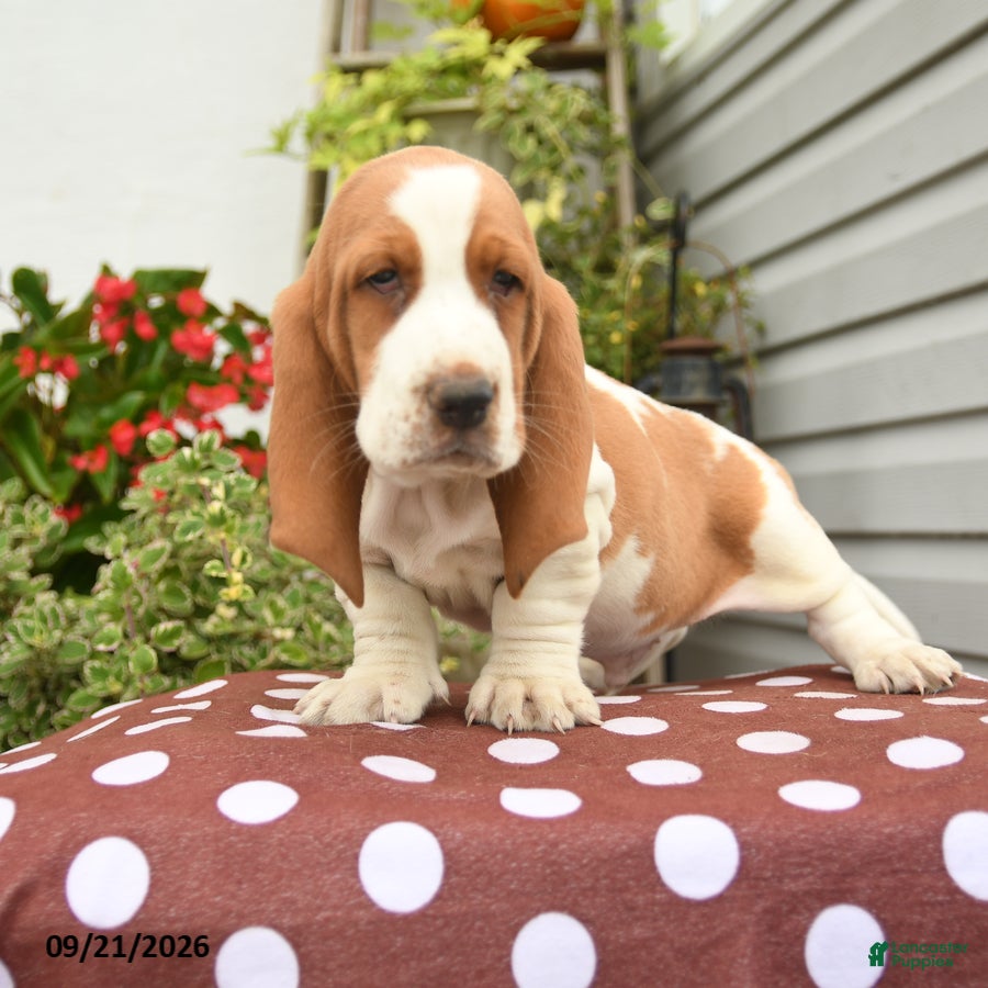 Basset Hound dogs Ezra - Ad 2