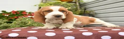 Basset Hound dogs for sale: Ezra - Ad 2