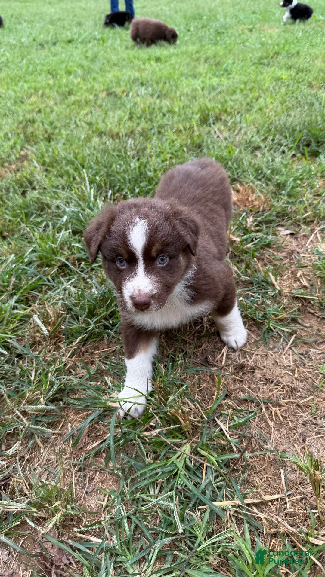 Australian Shepherd dogs for sale: Chomper - Male - Ad 2