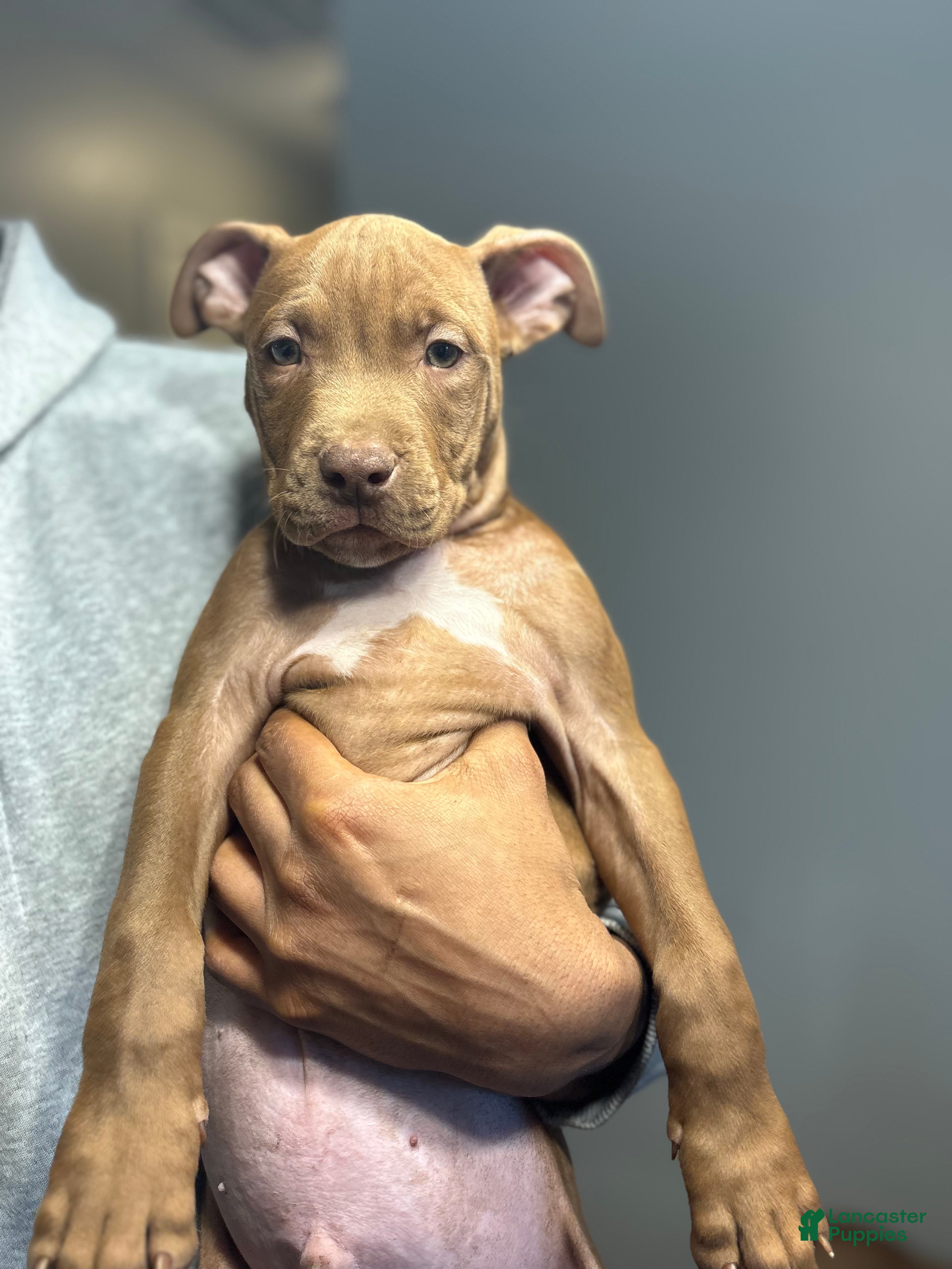 American Pit Bull Terrier dogs Kofi - Ad 7