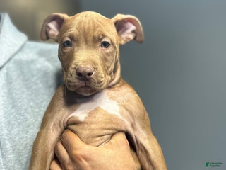 American Pit Bull Terrier dogs Kofi - Ad 7