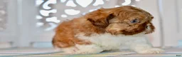 Shih Tzu dogs for sale: Brett - Ad 11