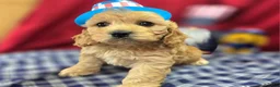 Cockapoo dogs for sale: Knotty - Ad 10