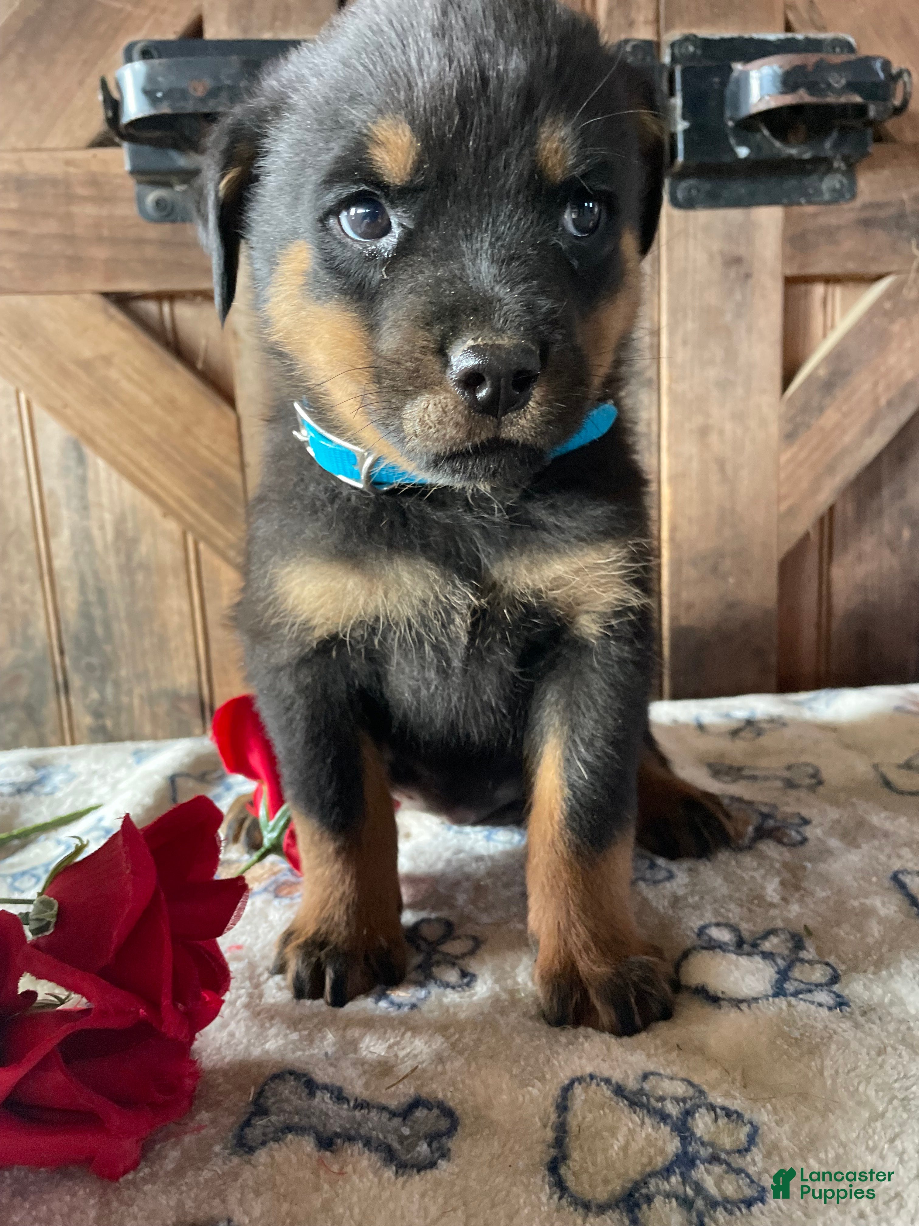 Rottweiler dogs Fritz - Ad 42