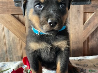 Rottweiler dogs Fritz - Ad 42