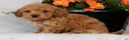 Bichpoo dogs for sale: Garrett - Ad 9