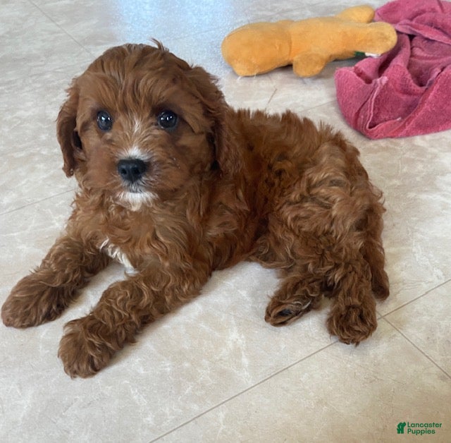 Cavapoo dogs Niles - Ad 2