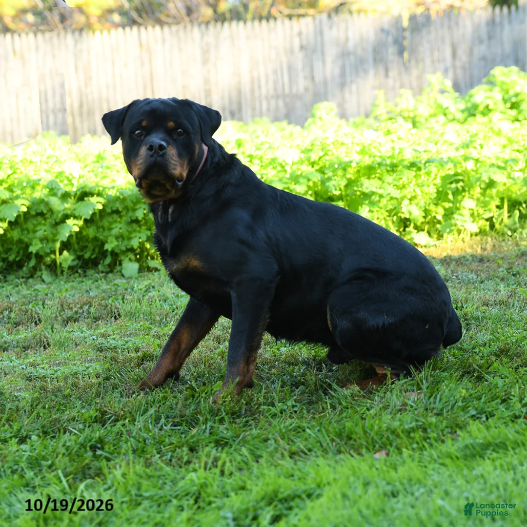 Rottweiler dogs for sale: Max - Ad 5