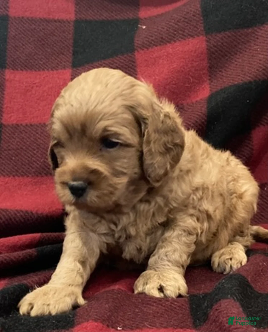 Labradoodle dogs for sale: Maverick - Ad 20