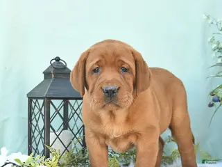 Labrador Retriever dogs for sale: Daisy - Ad 4